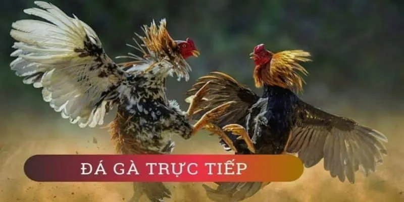 Trải nghiệm đá gà trực tiếp